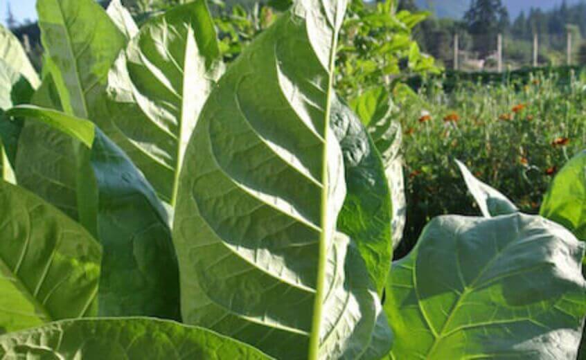 Close-up view of tobacco organic leaf