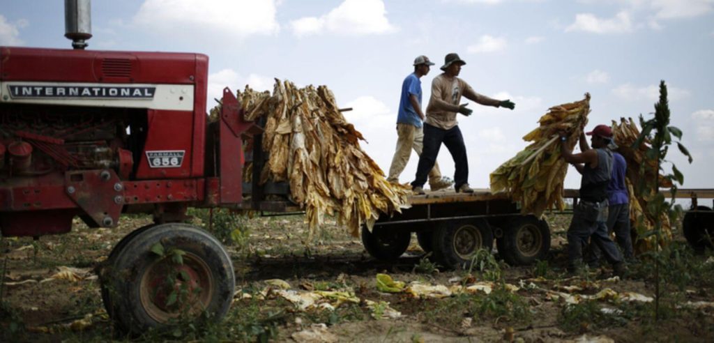 Workers involved in Burley tobacco processing